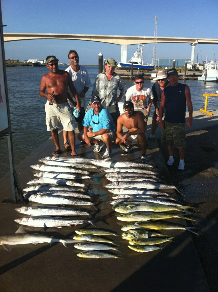 Kingfish DoDo